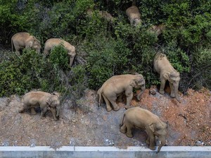 Niat Berburu Hewan Langka, Pemburu Elit Tewas Diinjak Gajah