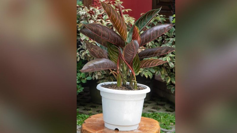 Tanaman Hias Aglaonema  (Lelang.go.id)