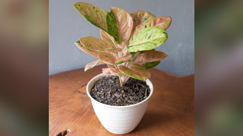 Tanaman Hias Aglaonema  (Lelang.go.id)