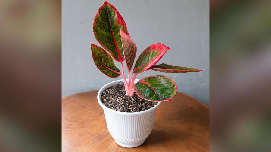 Tanaman Hias Aglaonema  (Lelang.go.id)
