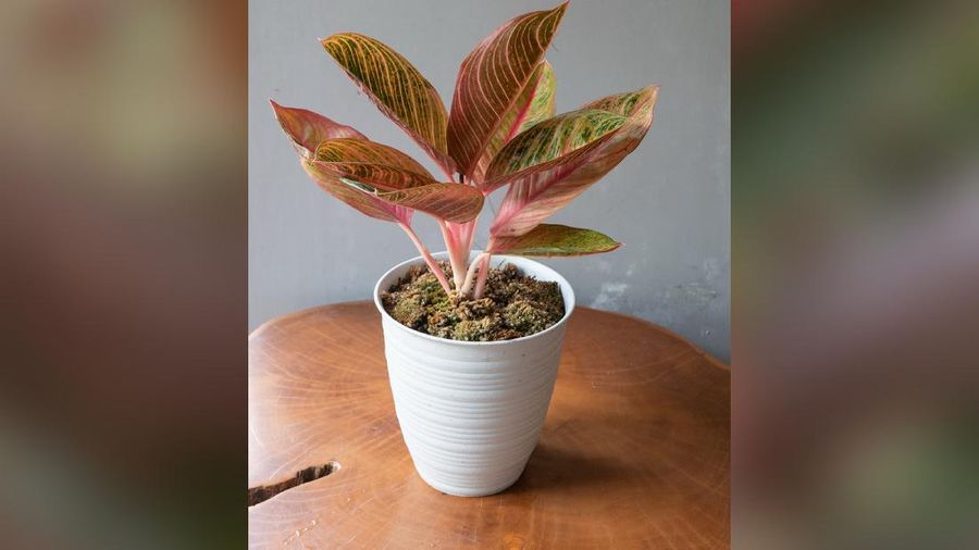 Tanaman Hias Aglaonema  (Lelang.go.id)