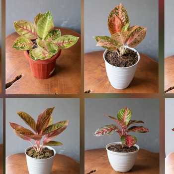 Wah, Ada 9 Jenis Aglaonema Dilelang! Simak Harganya Nih...