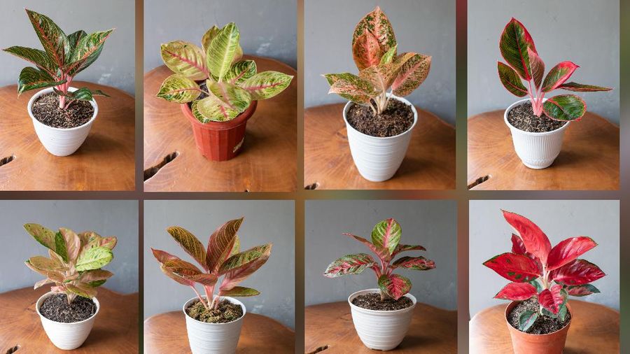 Tanaman Hias Aglaonema  (Lelang.go.id)