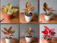 Ini Tanaman Hias Indoor yang Pas untuk Ruang Kecil