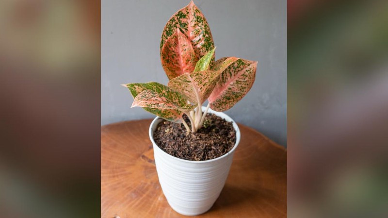 Tanaman Hias Aglaonema  (Lelang.go.id)