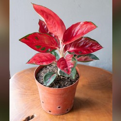 Bund, Ini Lho Sifat Karakter Tanaman Hias Aglaonema