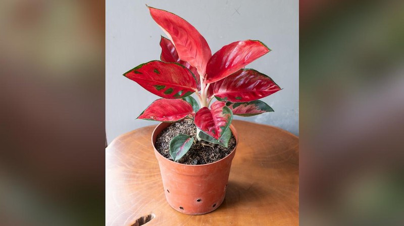 Tanaman Hias Aglaonema  (Lelang.go.id)