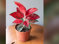 Bund, Ini Lho Sifat Karakter Tanaman Hias Aglaonema