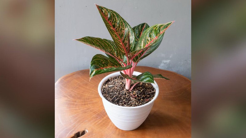 Tanaman Hias Aglaonema  (Lelang.go.id)