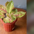 7 Cara Rawat Tanaman Hias Aglaonema Biar Subur & Dijual Mahal
