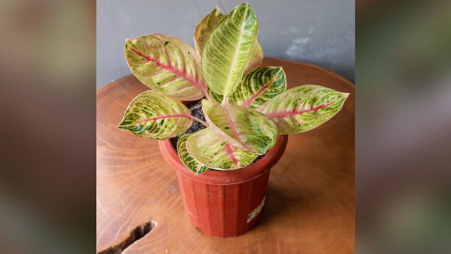 Tanaman Hias Aglaonema  (Lelang.go.id)