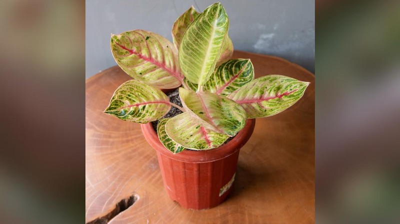 Tanaman Hias Aglaonema  (Lelang.go.id)