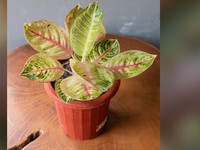 7 Cara Rawat Tanaman Hias Aglaonema Biar Subur & Dijual Mahal