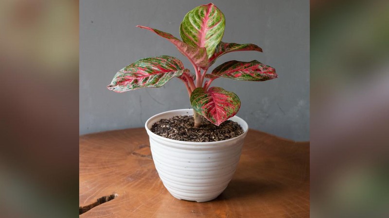 Tanaman Hias Aglaonema  (Lelang.go.id)