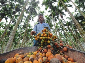 Bahaya dan Manfaat Konsumsi Buah Pinang untuk Tubuh, Wajib Tahu