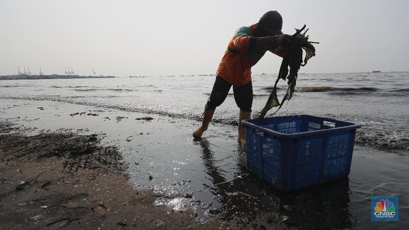 Pekerja Dinas Lingkungan Hidup membersihkan Pantai Cilincing di Jakarta, Selasa (8/6/2021). Pada 8 Juni diperingati sebagai Hari Laut Sedunia, peringatan ini dilakukan sebagai bentuk perhatian akan pentingnya ekosistem laut yang selama ini menjadi sumber daya yang dibutuhkan manusia. Menurut sejarahnya, Hari Laut dimulai sejak 1992. Mengutip dari lama resmi World Oceana Day, deklarasi ini dilakukan di Rio de Janeiro, Brazil yang digagas dalam Konferensi Perserikatan Bangsa-Bangsa tentang Lingkungan Hidup dan Pembangunan (UNCAD)  (CNBC Indonesia/ Tri Susilo)
