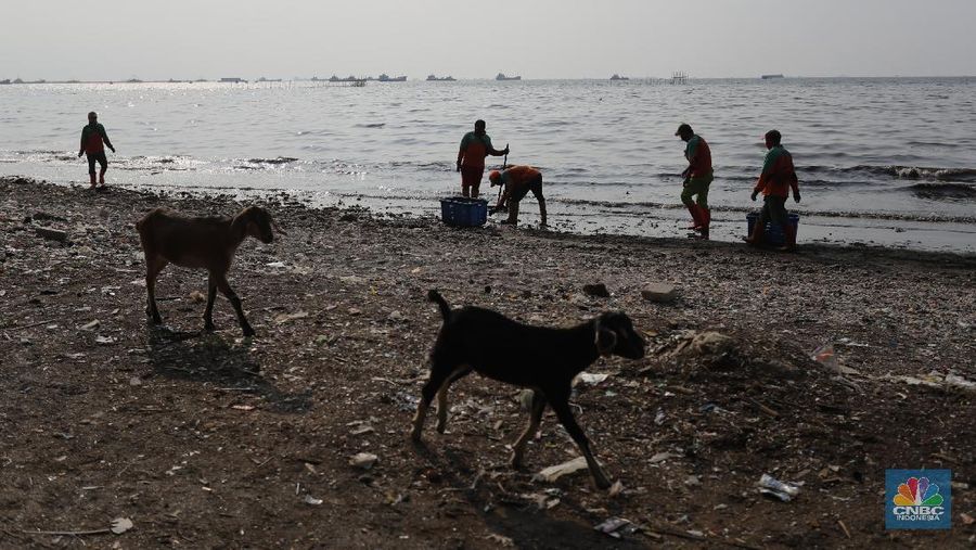 Pekerja Dinas Lingkungan Hidup membersihkan Pantai Cilincing di Jakarta, Selasa (8/6/2021). Pada 8 Juni diperingati sebagai Hari Laut Sedunia, peringatan ini dilakukan sebagai bentuk perhatian akan pentingnya ekosistem laut yang selama ini menjadi sumber daya yang dibutuhkan manusia. Menurut sejarahnya, Hari Laut dimulai sejak 1992. Mengutip dari lama resmi World Oceana Day, deklarasi ini dilakukan di Rio de Janeiro, Brazil yang digagas dalam Konferensi Perserikatan Bangsa-Bangsa tentang Lingkungan Hidup dan Pembangunan (UNCAD)  (CNBC Indonesia/ Tri Susilo)