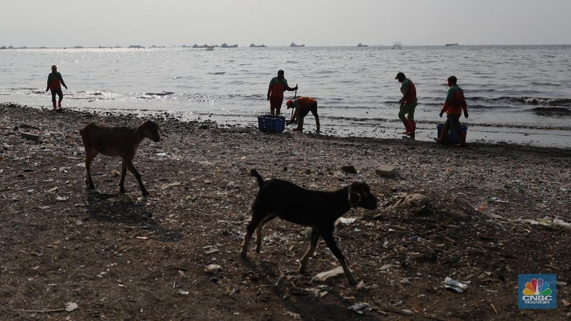 Pekerja Dinas Lingkungan Hidup membersihkan Pantai Cilincing di Jakarta, Selasa (8/6/2021). Pada 8 Juni diperingati sebagai Hari Laut Sedunia, peringatan ini dilakukan sebagai bentuk perhatian akan pentingnya ekosistem laut yang selama ini menjadi sumber daya yang dibutuhkan manusia. Menurut sejarahnya, Hari Laut dimulai sejak 1992. Mengutip dari lama resmi World Oceana Day, deklarasi ini dilakukan di Rio de Janeiro, Brazil yang digagas dalam Konferensi Perserikatan Bangsa-Bangsa tentang Lingkungan Hidup dan Pembangunan (UNCAD)  (CNBC Indonesia/ Tri Susilo)