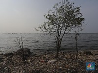 Penampakan 'Jorok' Pantai Cilincing di Hari Laut Sedunia
