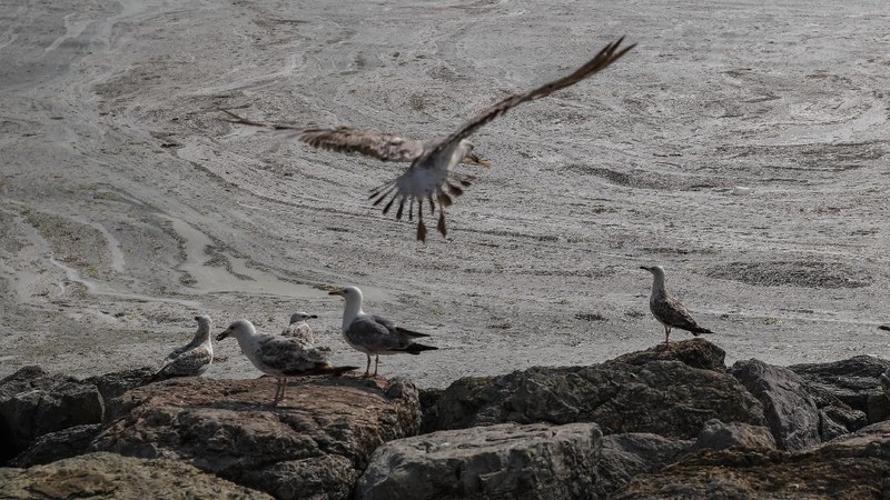 An aerial photo of the sea at the Caddebostan shore, in Asian side of Istanbul, Monday, June 7, 2021, with a huge mass of marine mucilage, a thick, slimy substance made up of compounds released by marine organisms, in Turkey's Marmara Sea. Turkey's President Recep Tayyip Erdogan promised Saturday to rescue the Marmara Sea from an outbreak of 