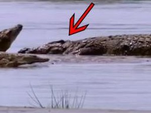 Kisah Gustave, Buaya Raksasa Memangsa 300 Manusia