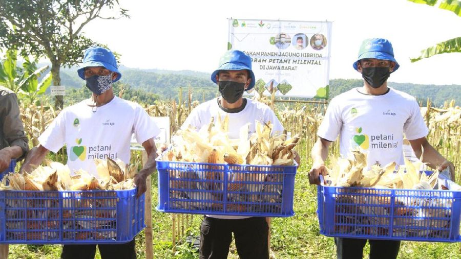bank bjb Dukung Kesejahteraan Petani Jagung Lewat KUR Petani Milenial