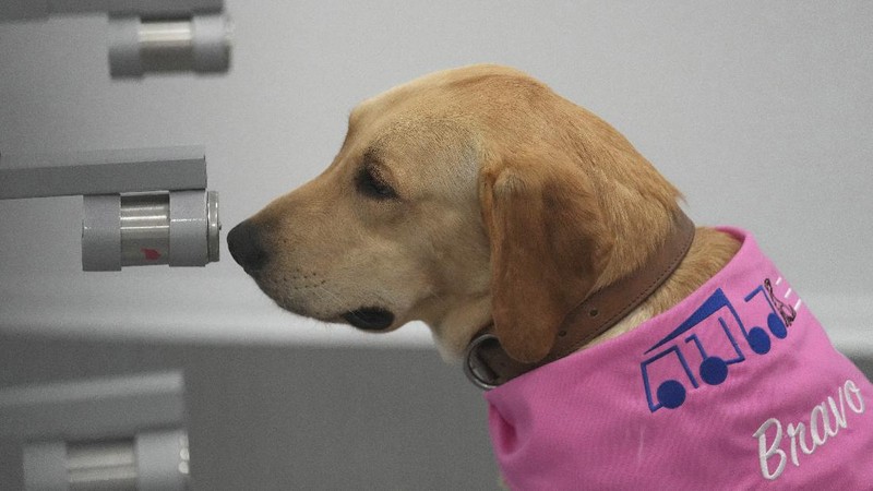 Tiger, a Labrador Retriever, sits in front of a sample of human sweat after detecting the COVID-19 coronavirus at a mobile canine unit in Bangkok, Thailand, Thursday, June 17, 2021. Thailand has deployed a canine virus detection squad to help provide a fast and effective way of identifying people with COVID-19 as the country faces a surge in cases, with clusters found in several crowded slum communities and large markets. (AP Photo/Sakchai Lalit)