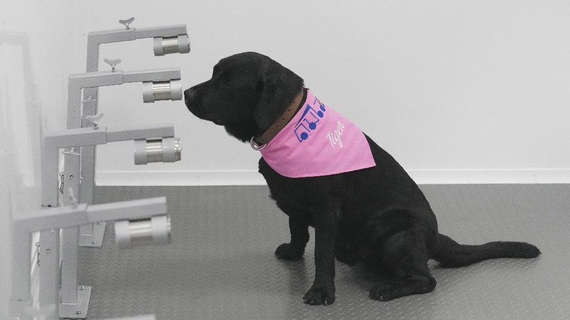 Tiger, a Labrador Retriever, sits in front of a sample of human sweat after detecting the COVID-19 coronavirus at a mobile canine unit in Bangkok, Thailand, Thursday, June 17, 2021. Thailand has deployed a canine virus detection squad to help provide a fast and effective way of identifying people with COVID-19 as the country faces a surge in cases, with clusters found in several crowded slum communities and large markets. (AP Photo/Sakchai Lalit)
