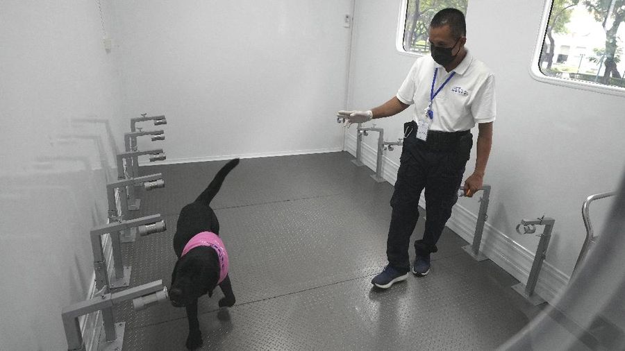Tiger, a Labrador Retriever, sits in front of a sample of human sweat after detecting the COVID-19 coronavirus at a mobile canine unit in Bangkok, Thailand, Thursday, June 17, 2021. Thailand has deployed a canine virus detection squad to help provide a fast and effective way of identifying people with COVID-19 as the country faces a surge in cases, with clusters found in several crowded slum communities and large markets. (AP Photo/Sakchai Lalit)