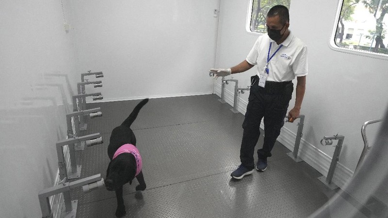 Tiger, a Labrador Retriever, sits in front of a sample of human sweat after detecting the COVID-19 coronavirus at a mobile canine unit in Bangkok, Thailand, Thursday, June 17, 2021. Thailand has deployed a canine virus detection squad to help provide a fast and effective way of identifying people with COVID-19 as the country faces a surge in cases, with clusters found in several crowded slum communities and large markets. (AP Photo/Sakchai Lalit)