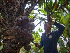 5 Fakta Salak Condet, Favorit Elite Belanda hingga Hidangan Istana