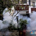 Jangan Lengah! Wabah DBD Mengancam Saat Kasus Covid Melonjak