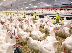 Harga Bibit-Pakan Melambung Tinggi, Peternak Ayam Mandiri di Pati Menjerit