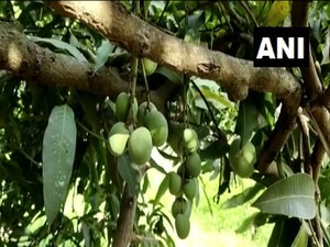 Kalender Jawa Selasa Kliwon 23 April 2024: Hari Baik Menanam Pohon Buah