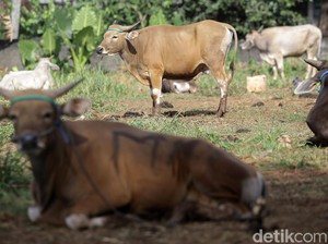Apakah Boleh Kurban dengan Kerbau? Simak Ketentuan dari Kemenag