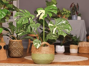 5 Titik Penempatan Monstera Deliciosa untuk Datangkan Hoki di Rumah