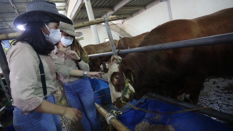 Sapi Limosin Berat 2,142 kg dengan Harga Rp 150 juta (CNBC Indonesia/Andrean Kristianto) Sapi Limosin Berat 2,142 kg dengan Harga Rp 150 juta (CNBC Indonesia/Andrean Kristianto)