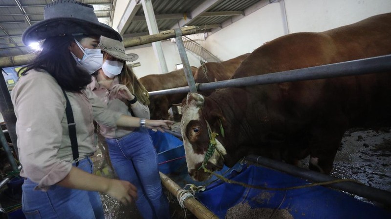 Sapi Limosin Berat 2,142 kg dengan Harga Rp 150 juta (CNBC Indonesia/Andrean Kristianto)
