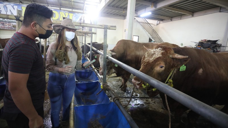 Sapi Limosin Berat 2,142 kg dengan Harga Rp 150 juta (CNBC Indonesia/Andrean Kristianto)