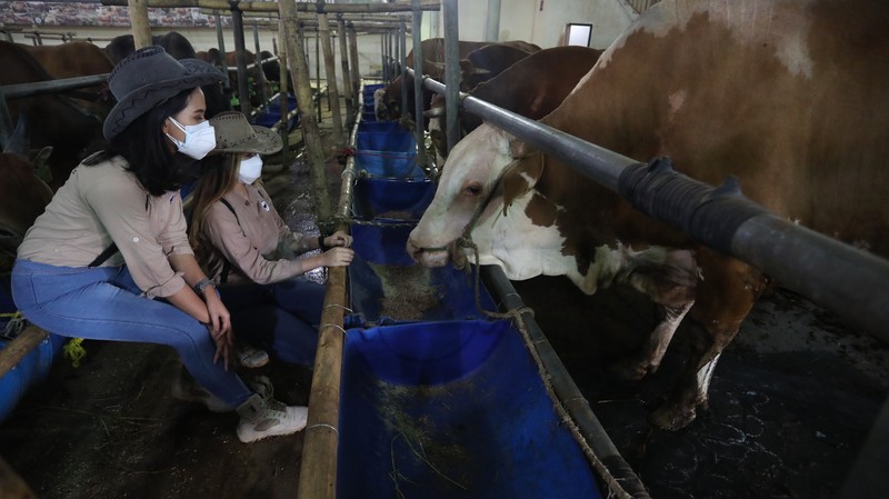 Sapi Limosin Berat 2,142 kg dengan Harga Rp 150 juta (CNBC Indonesia/Andrean Kristianto) Sapi Limosin Berat 2,142 kg dengan Harga Rp 150 juta (CNBC Indonesia/Andrean Kristianto)