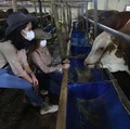 Permintaan Melonjak, Stok Hewan Kurban Jelang Idul Adha Aman?