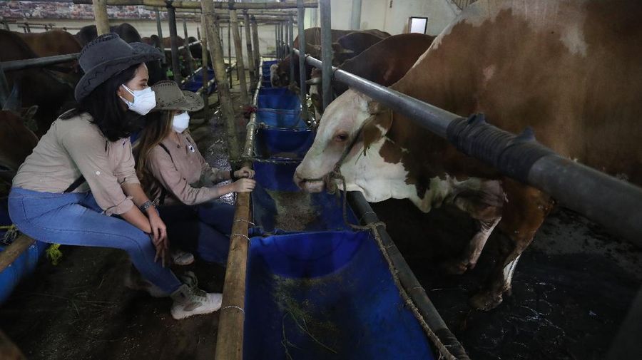 PT. Kimia Farma Tunda Vaksinasi Gotong Royong (CNBC Indonesia/Tri Susilo)