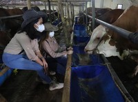 Permintaan Melonjak, Stok Hewan Kurban Jelang Idul Adha Aman?