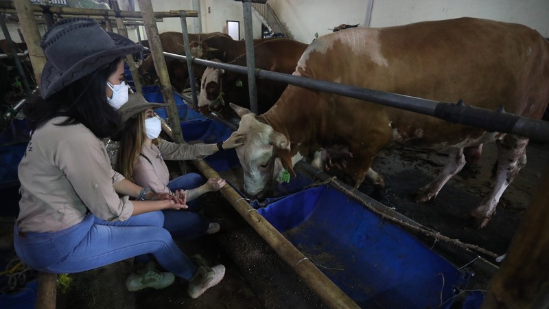 Sapi Limosin Berat 2,142 kg dengan Harga Rp 150 juta (CNBC Indonesia/Andrean Kristianto) Sapi Limosin Berat 2,142 kg dengan Harga Rp 150 juta (CNBC Indonesia/Andrean Kristianto)