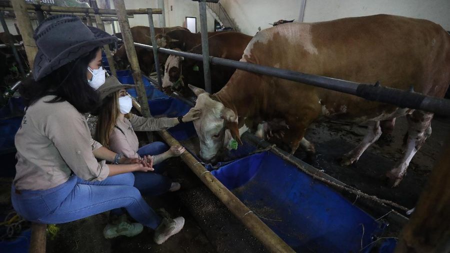 Sapi Limosin Berat 2,142 kg dengan Harga Rp 150 juta (CNBC Indonesia/Andrean Kristianto)