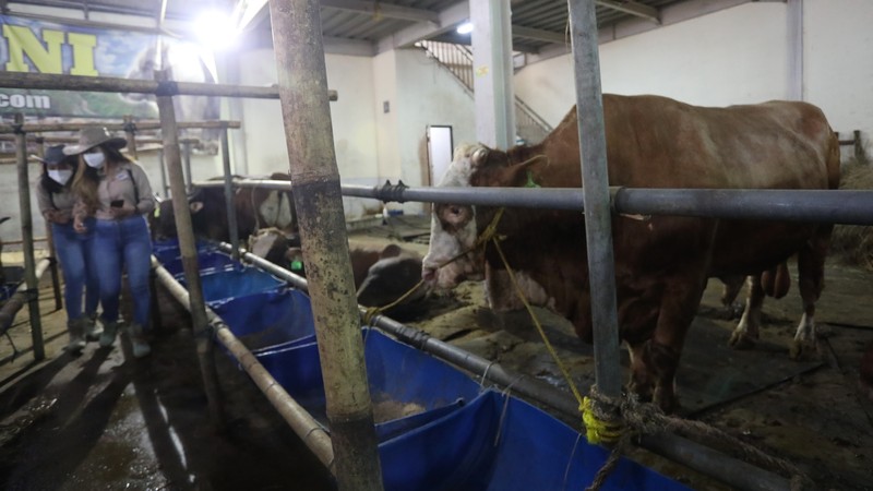 Sapi Limosin Berat 2,142 kg dengan Harga Rp 150 juta (CNBC Indonesia/Andrean Kristianto)