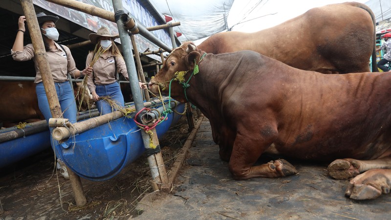 Sapi Limosin Berat 2,142 kg dengan Harga Rp 150 juta (CNBC Indonesia/Andrean Kristianto) Sapi Limosin Berat 2,142 kg dengan Harga Rp 150 juta (CNBC Indonesia/Andrean Kristianto)