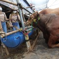 Jokowi Sebar Sapi Kurban Tiap Provinsi, Harga Nyaris Rp100 JT