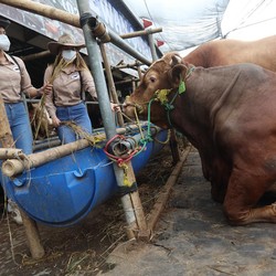 Jokowi Sebar Sapi Kurban Tiap Provinsi, Harga Nyaris Rp100 JT
