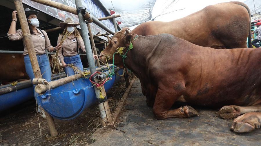 Sapi Limosin Berat 2,142 kg dengan Harga Rp 150 juta (CNBC Indonesia/Andrean Kristianto)